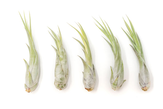 Large Tillandsia Circinata Air Plants / 5-8 Inch Plants