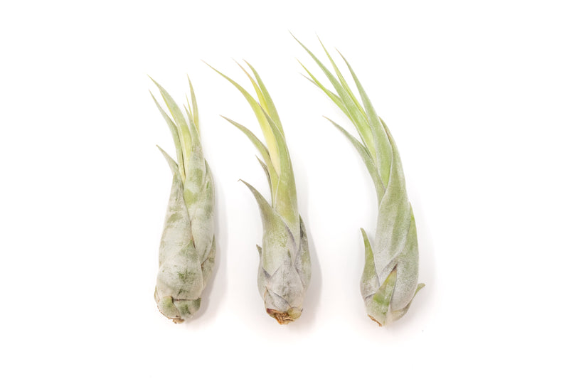 Load image into Gallery viewer, Large Tillandsia Circinata Air Plants / 5-8 Inch Plants
