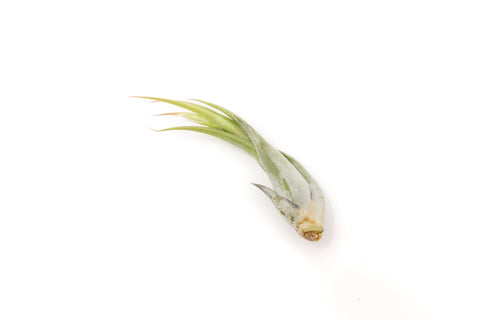 Tillandsia Circinata 'Paucifolia' Air Plants, additional product view 2