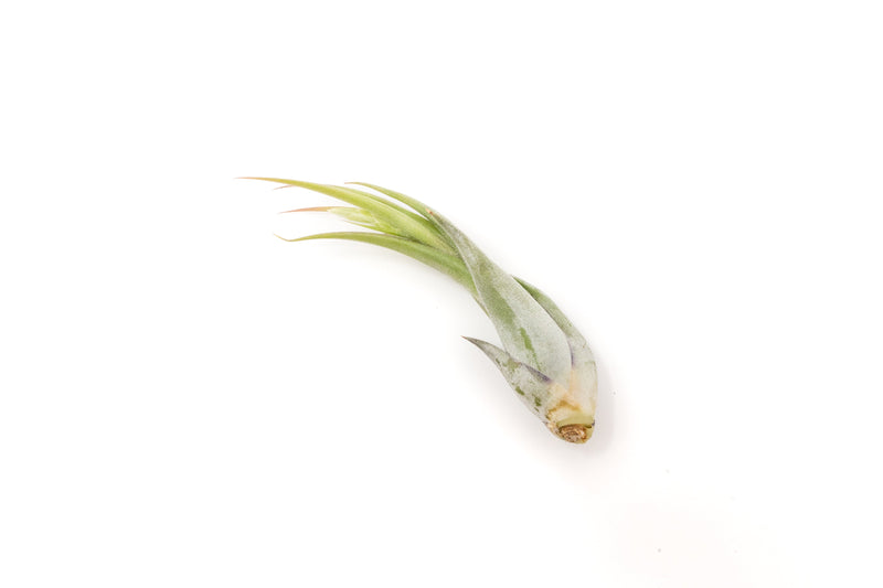 Load image into Gallery viewer, SALE - Tillandsia Circinata 'Paucifolia' Air Plants - Set of 10 or  20 - 60% Off
