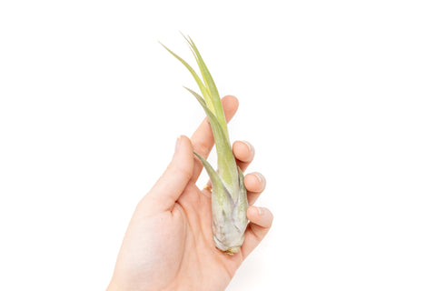 Large Tillandsia Circinata Air Plant