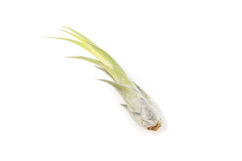 Large Tillandsia Circinata Air Plants / 5-8 Inch Plants, additional product view 2