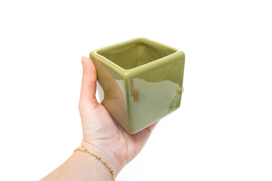 Air Plant Supply Co. Brand Colors Set - Two Ceramic Cube Containers with Tillandsia Xerographica Mini and Juncea