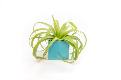 Sky Blue Ceramic Cube Large Air Plant