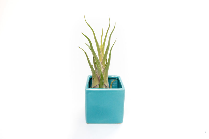 Load image into Gallery viewer, Ceramic Cube Container - Choose Your Custom Color and Tillandsia Air Plant
