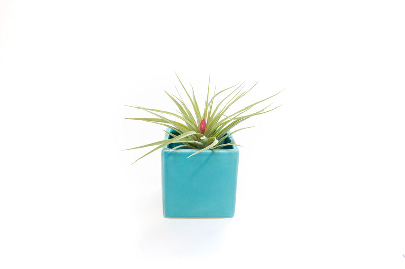 Load image into Gallery viewer, Ceramic Cube Container - Choose Your Custom Color and Tillandsia Air Plant
