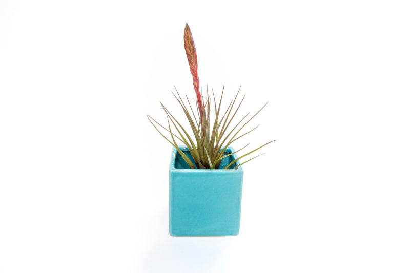 Load image into Gallery viewer, Sky Blue Ceramic Cube Container with Custom Tillandsia Air Plant
