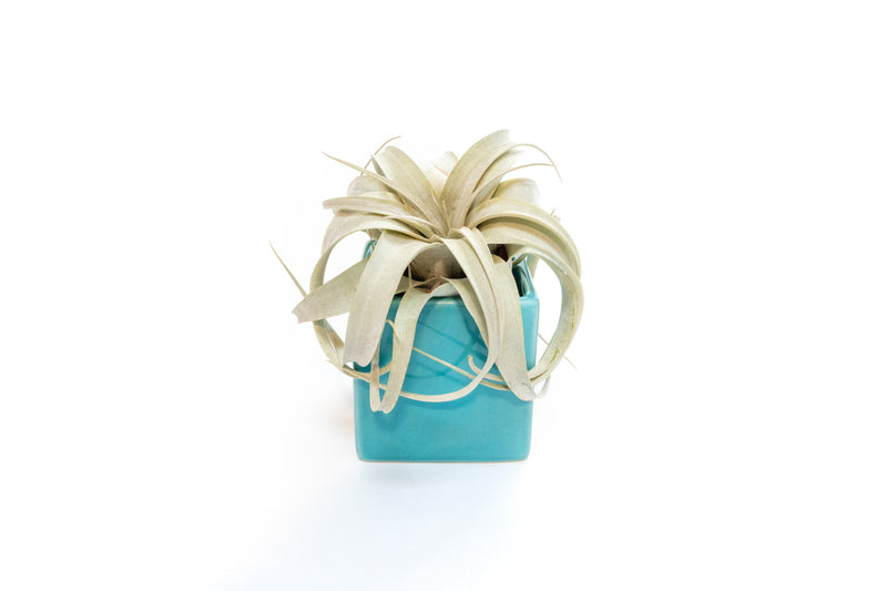 Load image into Gallery viewer, Ceramic Cube Container - Choose Your Custom Color and Tillandsia Air Plant
