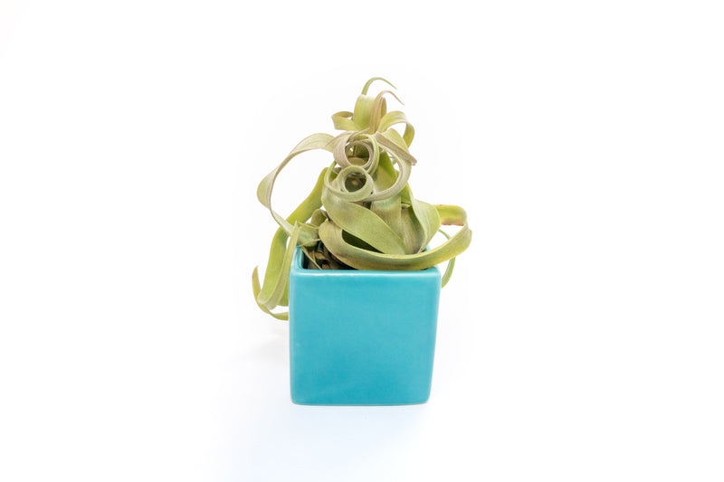 Load image into Gallery viewer, Sky Blue Ceramic Cube Container with Custom Tillandsia Air Plant
