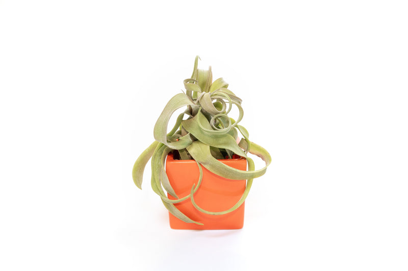 Load image into Gallery viewer, Ceramic Cube Container - Choose Your Custom Color and Tillandsia Air Plant
