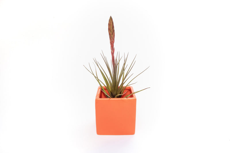 Load image into Gallery viewer, Ceramic Cube Container - Choose Your Custom Color and Tillandsia Air Plant
