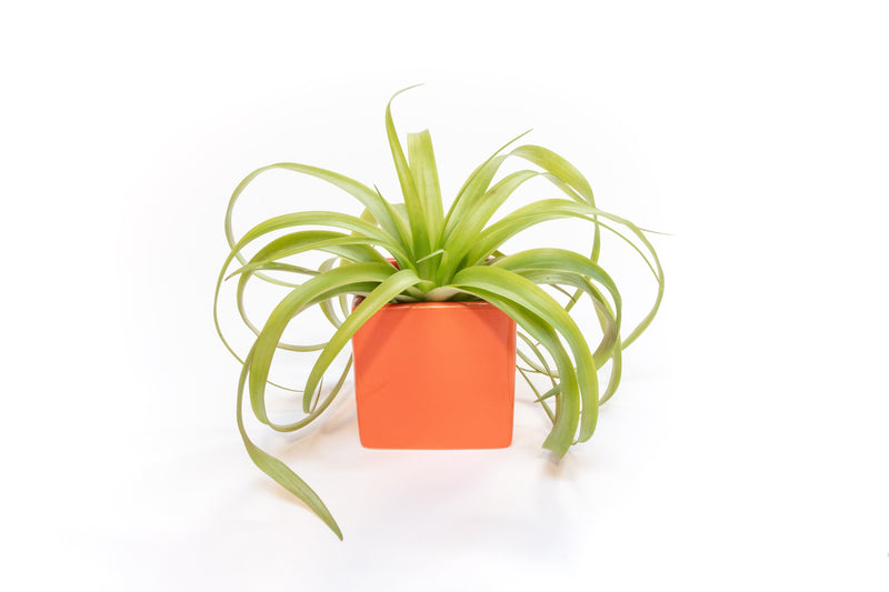 Load image into Gallery viewer, Naranja Orange Ceramic Cube Container with Large Assorted Tillandsia Air Plants
