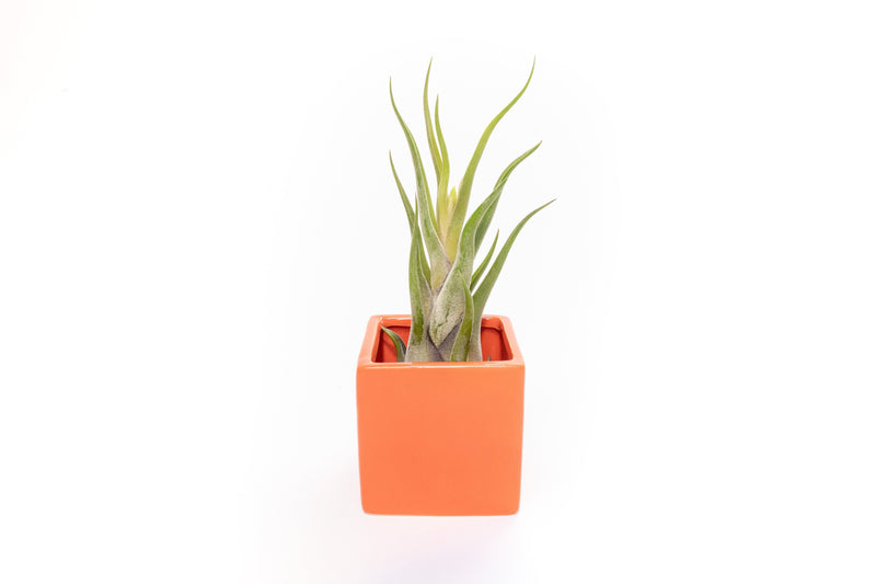 Load image into Gallery viewer, Naranja Orange Ceramic Cube Container with Custom Tillandsia Air Plant
