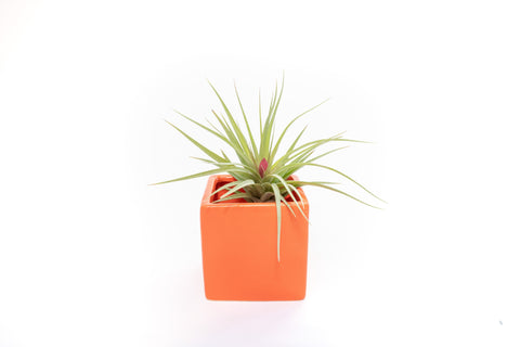 Naranja Orange Ceramic Cube Container with Custom Tillandsia Air Plant, additional product view 2