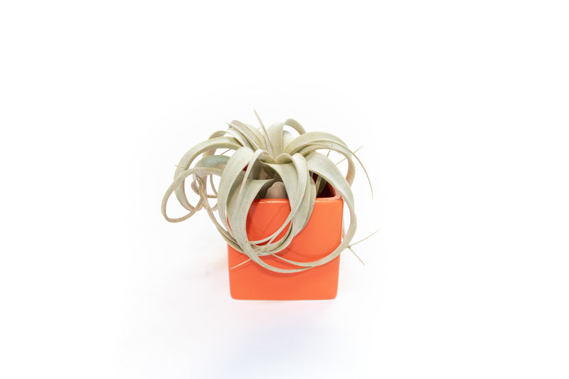 Load image into Gallery viewer, Naranja Orange Ceramic Cube Container with Custom Tillandsia Air Plant
