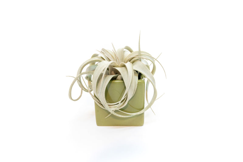 Load image into Gallery viewer, Ceramic Cube Container - Choose Your Custom Color and Tillandsia Air Plant
