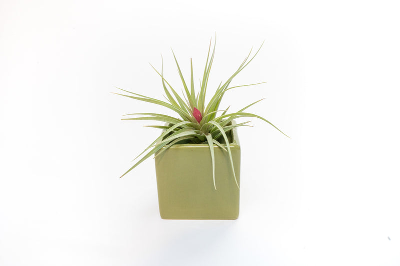 Load image into Gallery viewer, Ceramic Cube Container - Choose Your Custom Color and Tillandsia Air Plant
