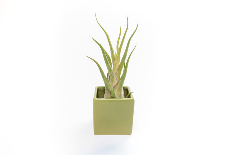 Load image into Gallery viewer, Avocado Green Ceramic Cube Container with Custom Tillandsia Air Plant
