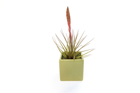 Avocado Green Ceramic Cube Container with Assorted Large Tillandsia Air Plant, additional product view 2
