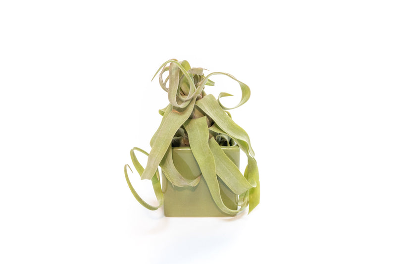 Load image into Gallery viewer, Avocado Green Ceramic Cube Container with Custom Tillandsia Air Plant
