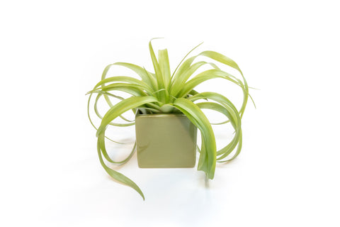 Avocado green ceramic cube with large Tillandsia air plant
