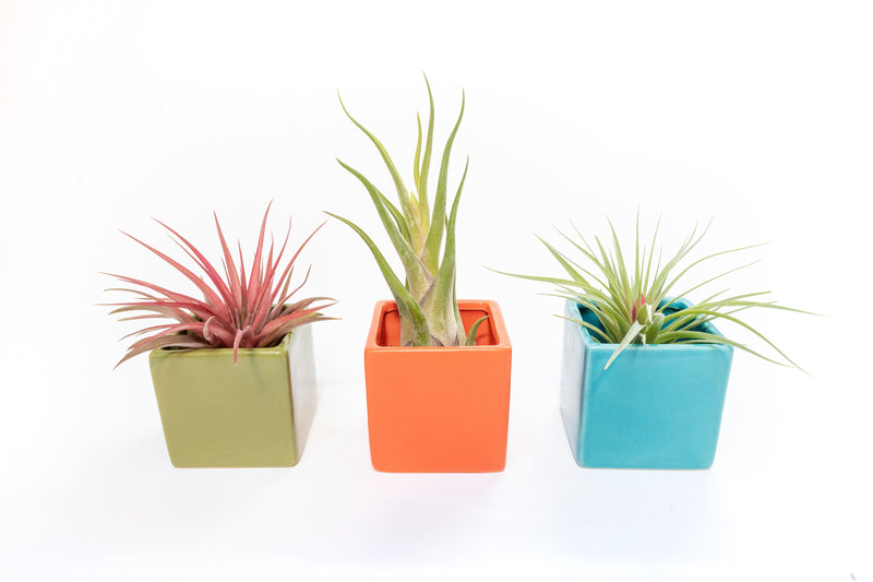 Load image into Gallery viewer, Set of 3 Ceramic Cube Containers with Custom Tillandsia Air Plants / Avocado Green + Sky Blue + Naranja Orange
