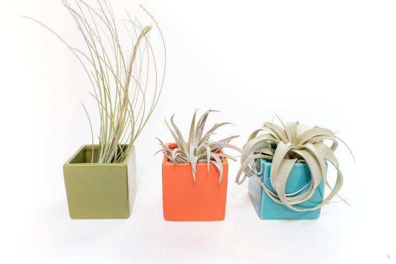 Load image into Gallery viewer, Set of 3 Ceramic Cube Containers with Custom Tillandsia Air Plants / Avocado Green + Sky Blue + Naranja Orange
