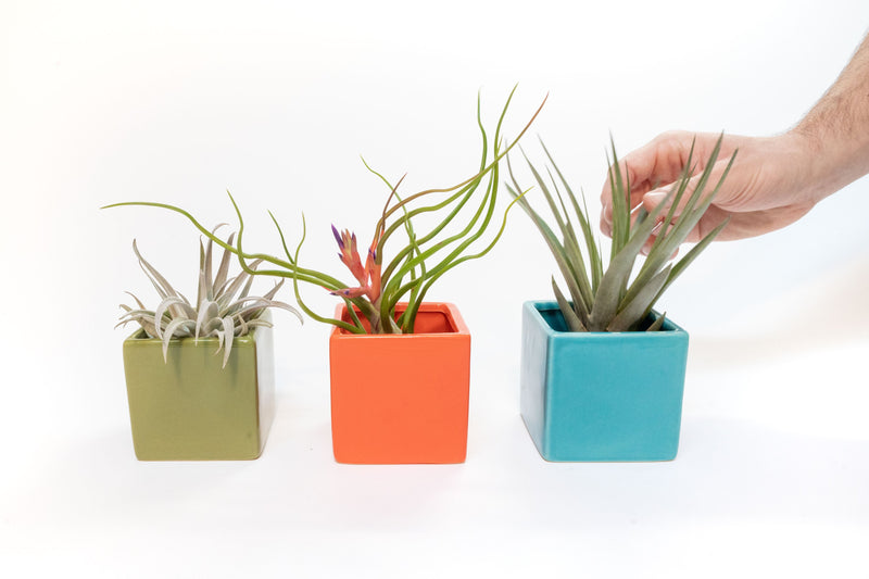 Load image into Gallery viewer, Set of 3 Ceramic Cube Containers with Custom Tillandsia Air Plants / Avocado Green + Sky Blue + Naranja Orange
