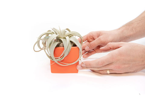 Ceramic Cube Container - Choose Your Custom Color and Tillandsia Air Plant, retail packaging