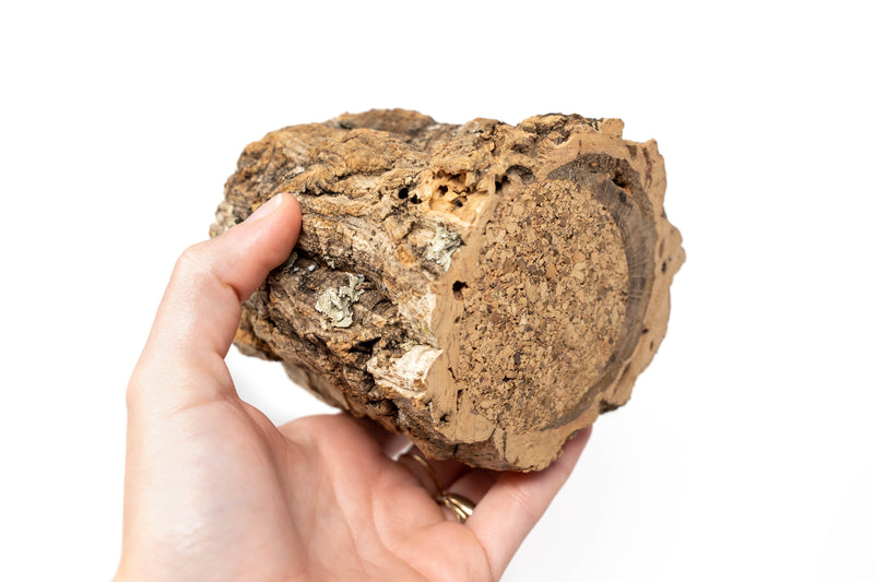 Load image into Gallery viewer, Natural Cork Bark Planters with Mini Tillandsia Xerographica Air Plant
