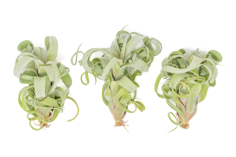 Load image into Gallery viewer, Tillandsia Curly Slim (T. Intermedia x T. Streptophylla) Air Plant
