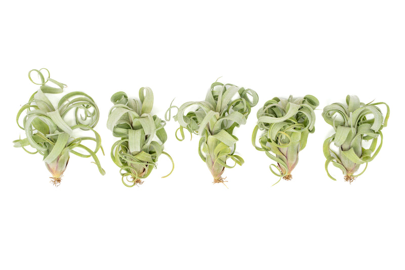 Load image into Gallery viewer, Tillandsia Curly Slim (T. Intermedia x T. Streptophylla) Air Plant
