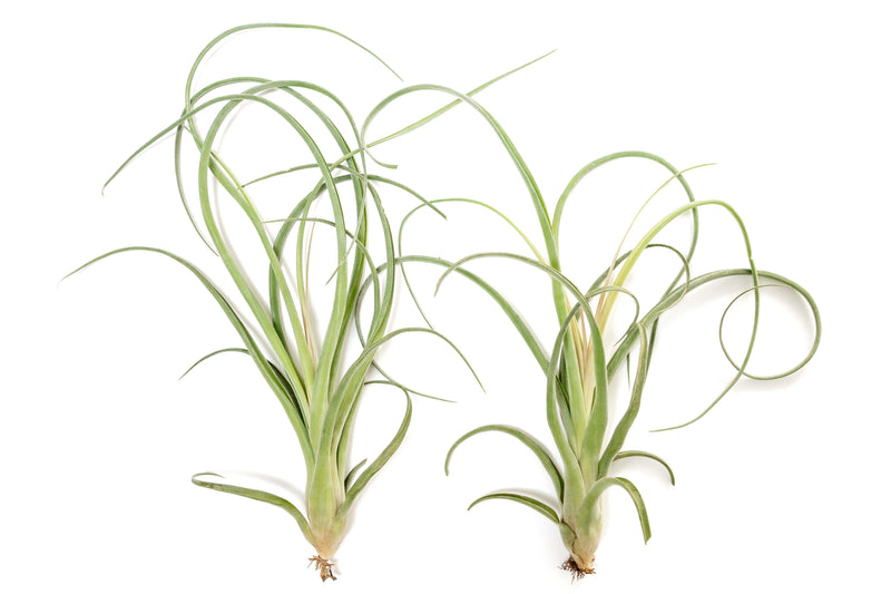 Load image into Gallery viewer, Tillandsia Curly Slim (T. Intermedia x T. Streptophylla) Air Plant

