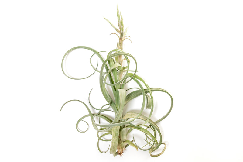 Load image into Gallery viewer, Tillandsia Curly Slim (T. Intermedia x T. Streptophylla) Air Plant
