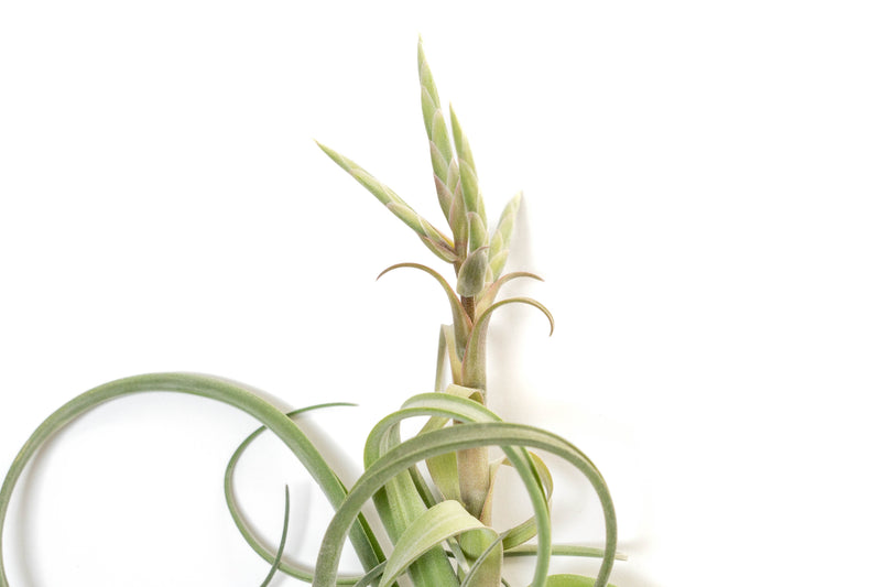 Load image into Gallery viewer, Tillandsia Curly Slim (T. Intermedia x T. Streptophylla) Air Plant
