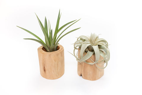 Large Driftwood Containers Custom Air Plants Set of 2