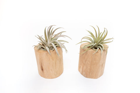 Gift Wrapped Set of 2 Large Driftwood Containers with Assorted Tillandsia Air Plants, retail packaging