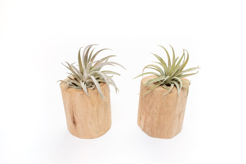 Load image into Gallery viewer, Set of 2 Large Driftwood Containers with Custom Tillandsia Air Plants
