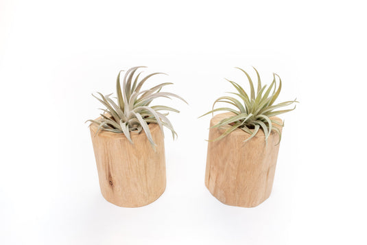 Set of 2 Large Driftwood Containers with Custom Tillandsia Air Plants