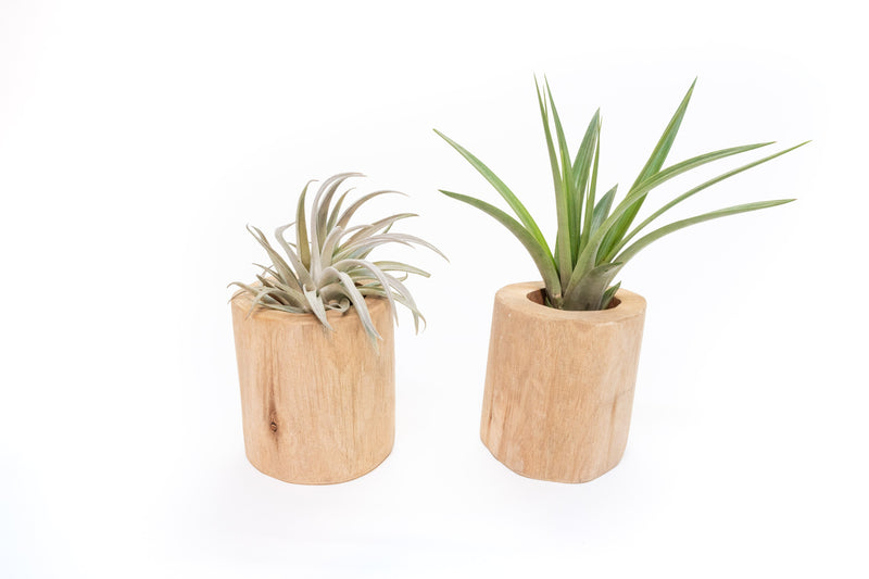 Load image into Gallery viewer, Gift Wrapped Set of 2 Large Driftwood Containers with Assorted Tillandsia Air Plants
