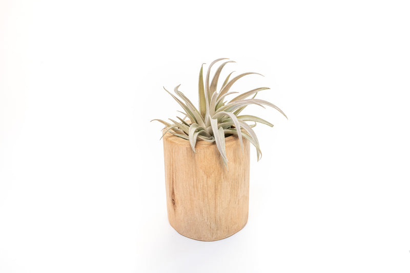 Load image into Gallery viewer, Large Driftwood Container - Choose Your Custom Tillandsia Air Plant

