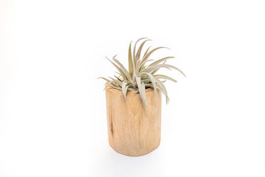 Large Driftwood Container - Choose Your Custom Tillandsia Air Plant