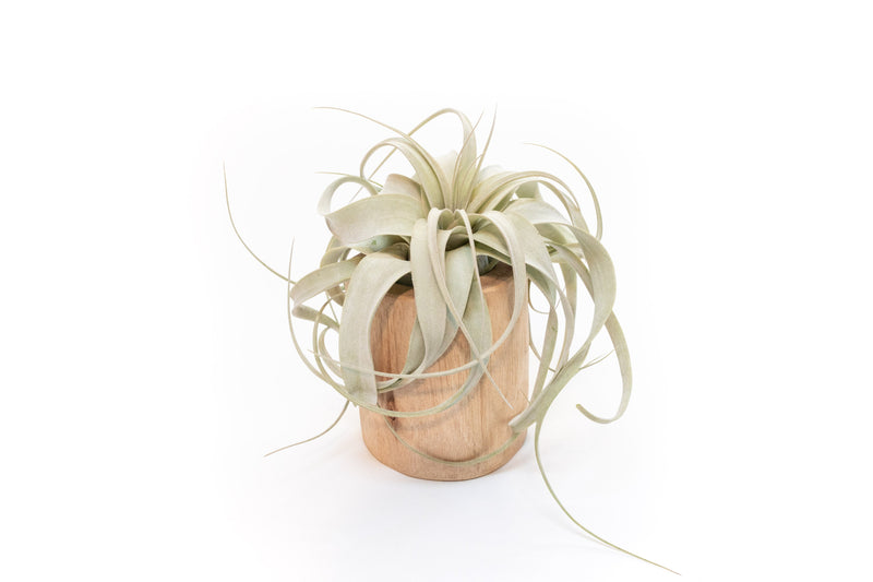 Load image into Gallery viewer, Large Driftwood Container - Choose Your Custom Tillandsia Air Plant
