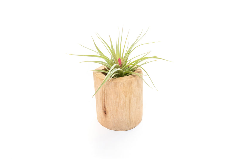 Load image into Gallery viewer, Large Driftwood Container - Choose Your Custom Tillandsia Air Plant
