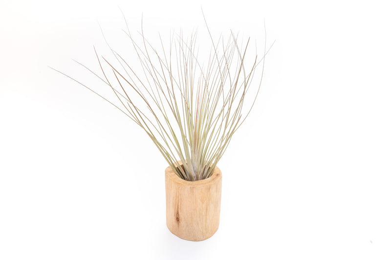 Load image into Gallery viewer, Large Driftwood Container - Choose Your Custom Tillandsia Air Plant
