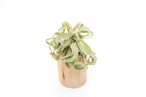 Large Tillandsia Air Plant