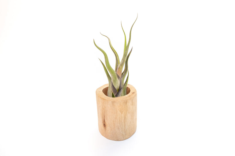 Load image into Gallery viewer, Large Driftwood Container - Choose Your Custom Tillandsia Air Plant

