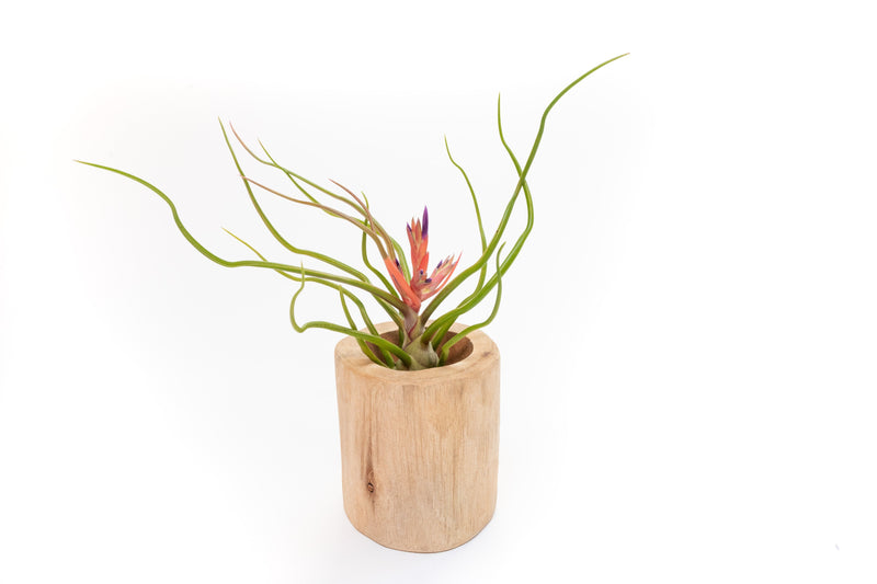 Load image into Gallery viewer, Large Driftwood Container - Choose Your Custom Tillandsia Air Plant

