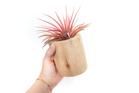 Large Driftwood Container - Choose Your Custom Tillandsia Air Plant, retail packaging