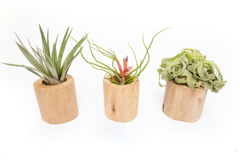 Load image into Gallery viewer, Set of 3 Large Driftwood Containers with Custom Tillandsia Air Plants
